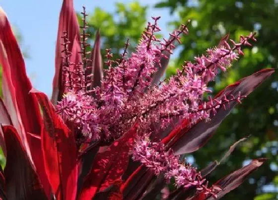 植物百科|红叶朱蕉开花吗 开花样子（图片）