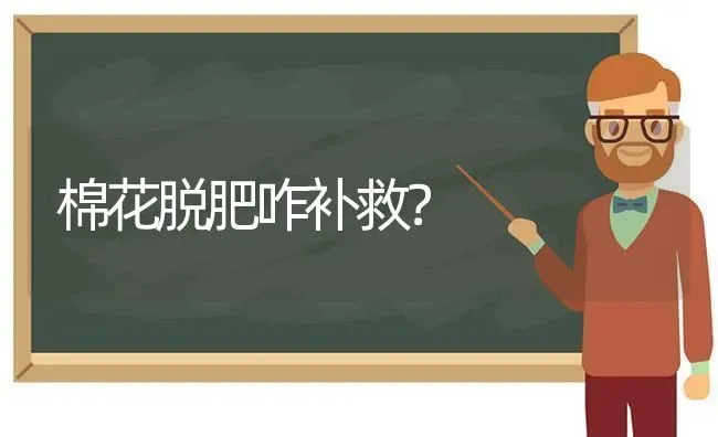 棉花脱肥咋补救？ | 粮油作物种植