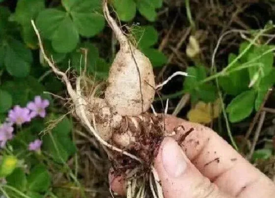 食用须知|三叶草的根能吃吗