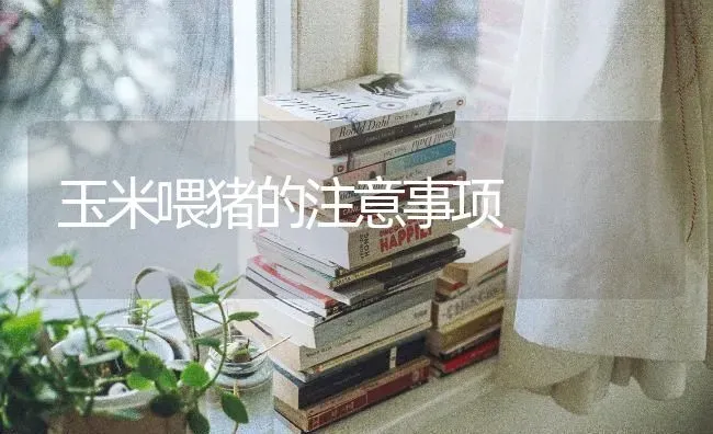 玉米喂猪的注意事项 | 粮油作物种植