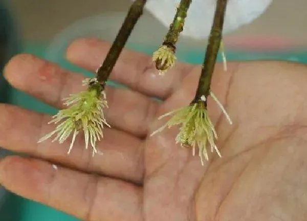 植物扦插|三角梅几月份插扦成活率最高（扦插三角梅的最好方法）