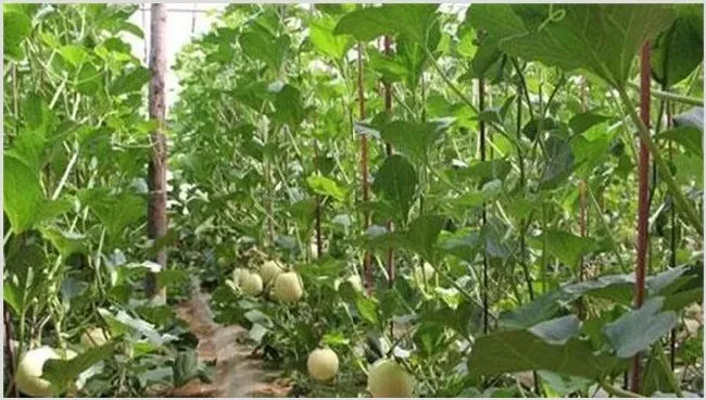 大棚甜瓜坐果后管理技术 | 种植资料