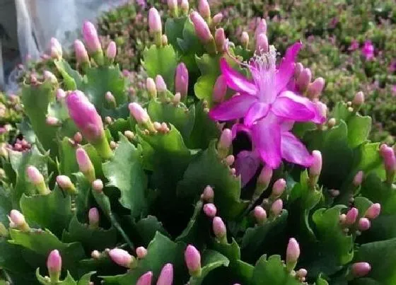 冬天植物|蟹爪兰怕冷吗（蟹爪兰冬天怕冻吗，适合多少最低温度）