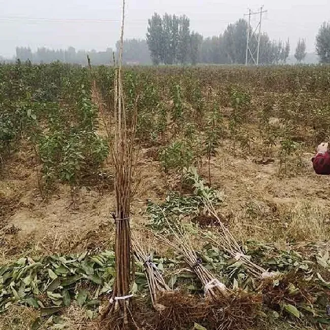 植物种类|现在樱桃苗的最好的品种（超早熟大樱桃树苗新品种）