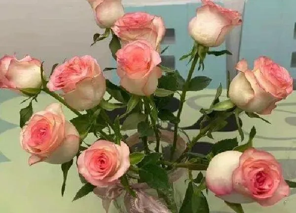 养殖方法|玫瑰花怎么养家庭养法