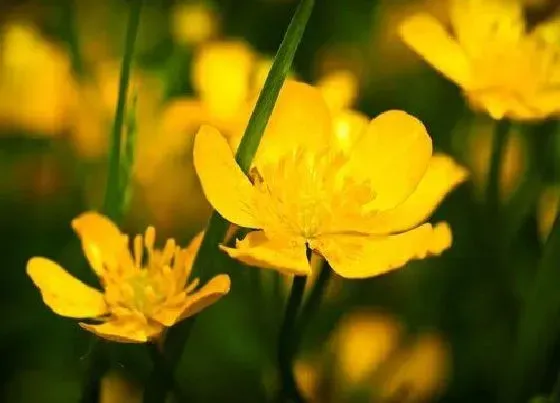 花卉百科|迎春花是哪个国家的国花