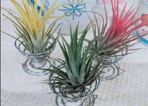 植物百科|空气凤梨可以淋雨吗
