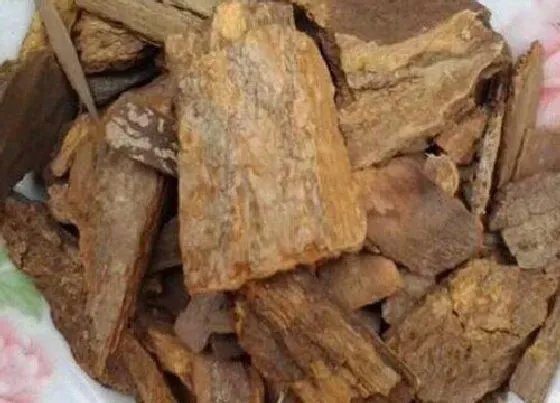 种植土壤|樟树皮可以种兰花吗