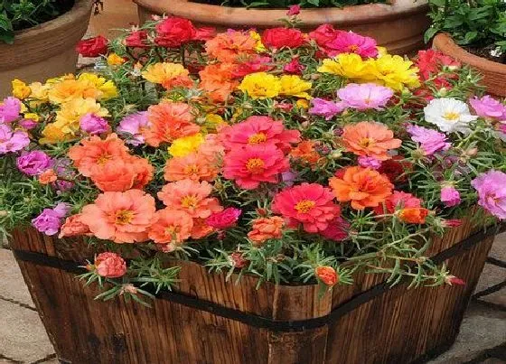 开花时间|太阳花四季开花吗