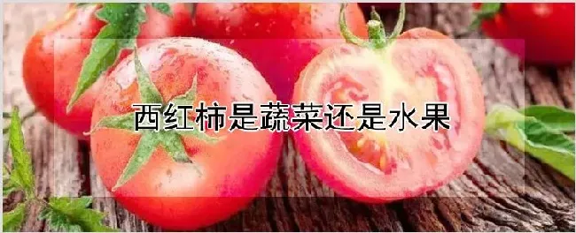 西红柿是蔬菜还是水果 | 种植资料