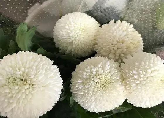 植物百科|球状花卉有哪些
