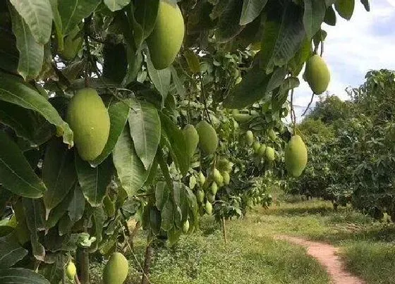 植物施肥|芒果施什么肥最好