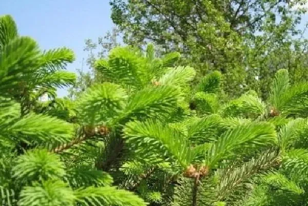 植物生根|松树扦插生根最快方法