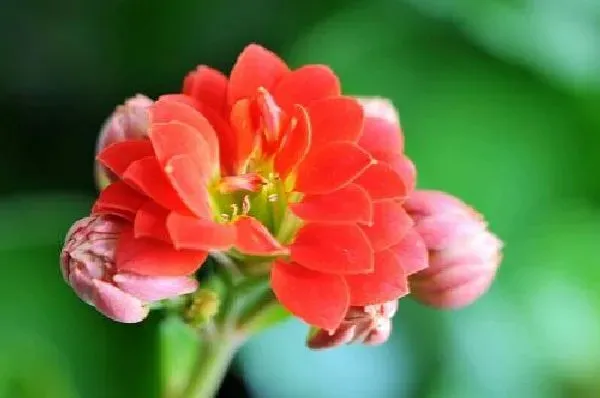 养殖方法|长寿花怎么养才能开花
