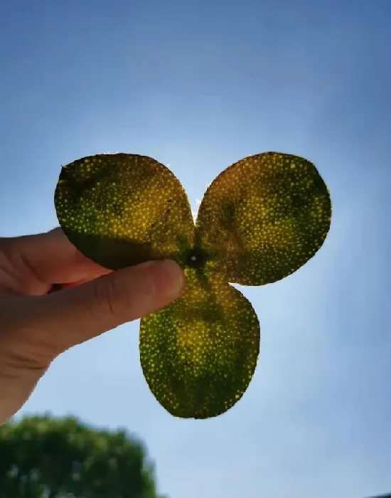 植物产地|陈皮产地排名前十的品牌（全国最正宗的陈皮哪里的最出名）