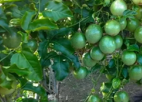 植物浇水|百香果几天浇一次水 春夏秋冬各不同