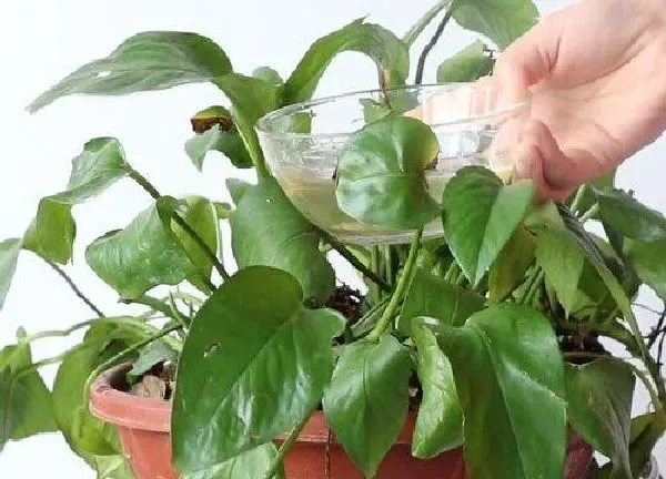 植物浇水|啤酒浇花好不好 不能直接浇，关键看正确的方法