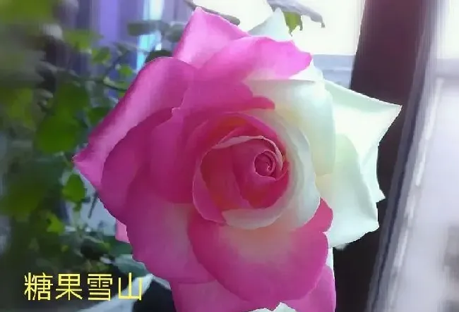 植物百科|切花月季是什么意思（必选的切花月季品种）