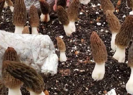 植物播种|羊肚菌怎么留种子 种子保存方法