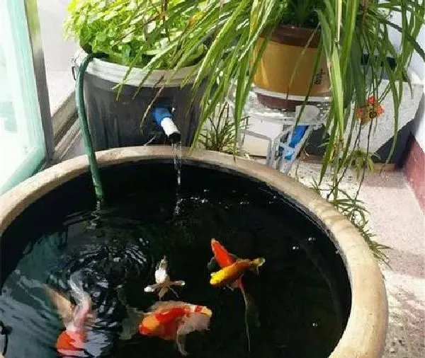 植物浇水|养鱼的水可以浇花吗 适合浇什么花