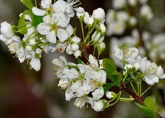 植物修剪|花树怎么修剪方法