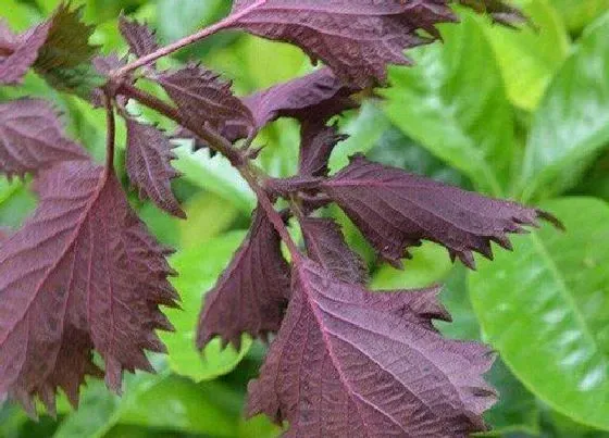 植物百科|紫苏生长在什么地方