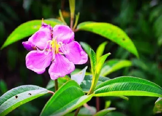 开花时间|野牡丹什么时候开花 花期多长时间