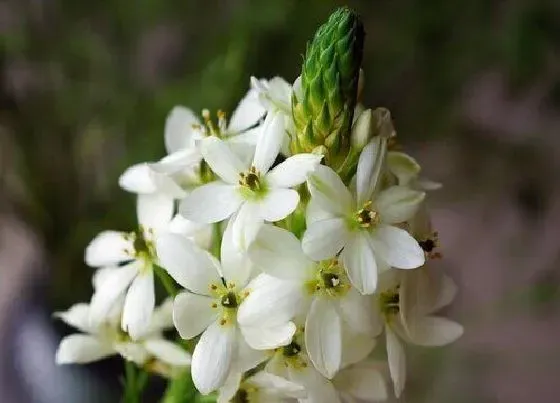 植物香味|圣心百合有香味吗