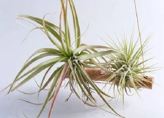 植物百科|空气凤梨可以淋雨吗