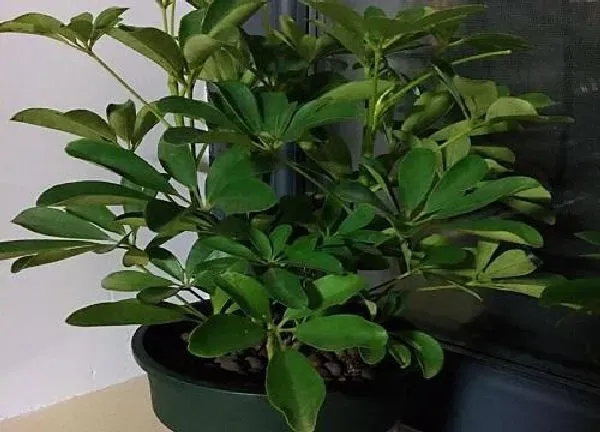 养殖科普|属虎适合养什么花卉植物