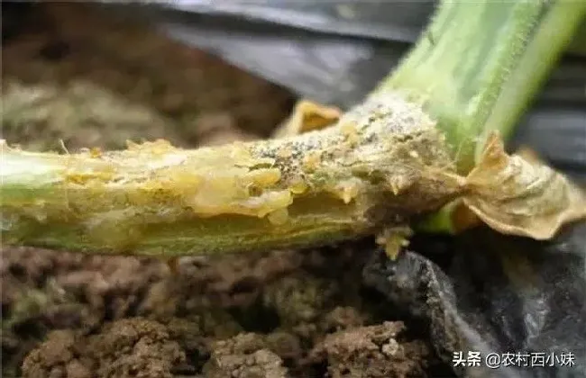 植物病害|黄瓜蔓枯病治疗方法（黄瓜的蔓枯病用什么药防治效果最好）