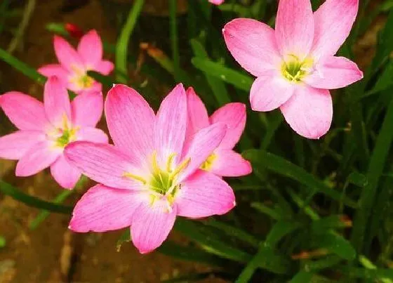 开花时间|风雨兰是四季开花吗