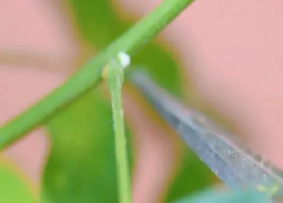 植物修剪|紫藤树怎么修剪方法