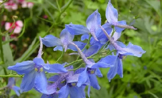 花语|鸽子花的花语是什么含义