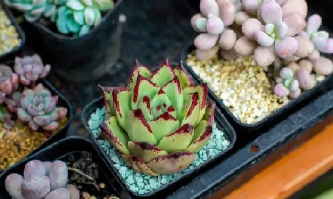 植物浇水|多肉植物夏季如何浇水（夏天多肉浇水最佳时间和方法）