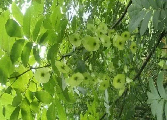 植物种类|青钱柳是什么树 长什么样子