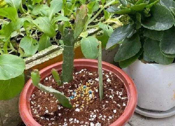 盆景|昙花喜欢大盆还是小盆 用多大的盆种合适