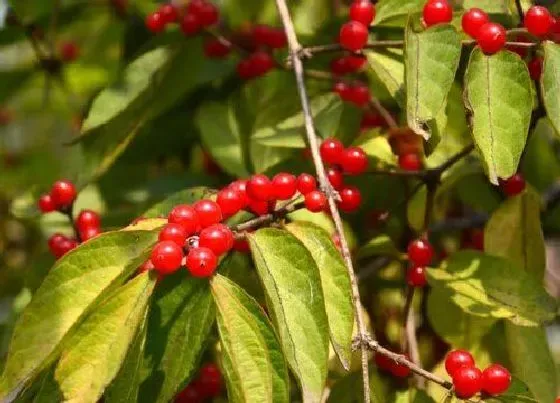 种植方法|大红豆种植时间和方法