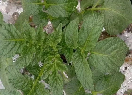 植物种类|土豆是种子植物吗