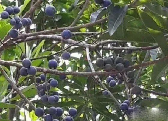 生长环境|金刚菩提树适合什么地方种植 适合在哪里种植