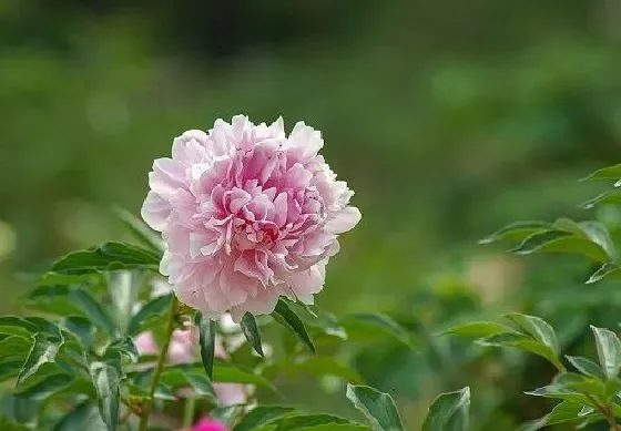 不开花|芍药为什么不开花 不开花原因及解决方法