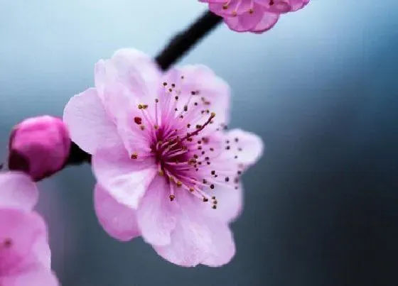 习性特点|腊梅花的样子和特点描写