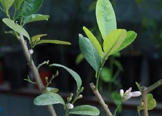 植物修剪|盆栽柠檬怎么修剪方法