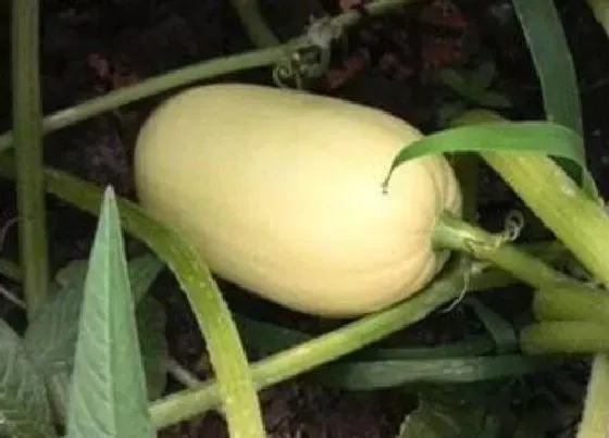 种植管理|金丝绞瓜几月份种植合适