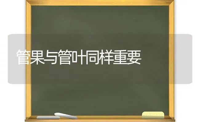 管果与管叶同样重要 | 瓜果种植