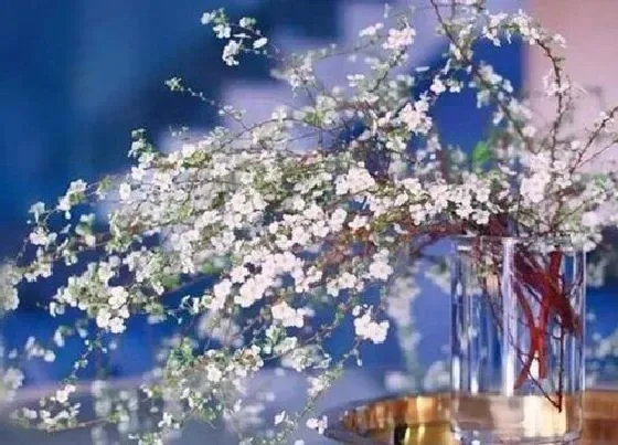 开花时间|雪柳一年开几次花