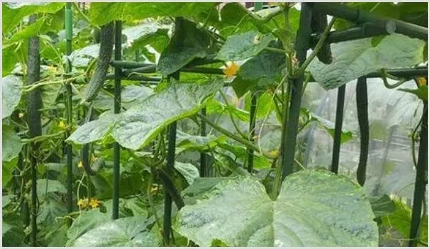 种植黄瓜用打叉吗 | 农业科普