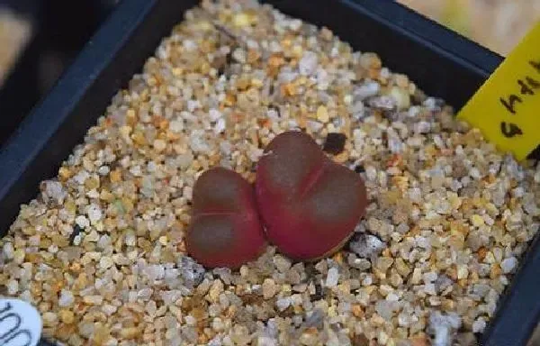 植物浇水|毛汉尼怎么浇水方法 一次浇多少水合适