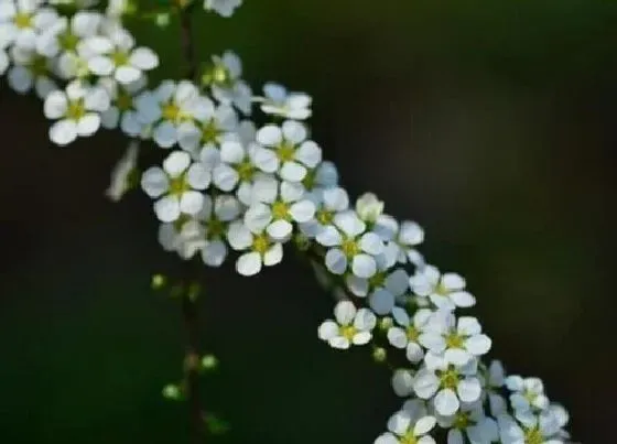 开花时间|雪柳一年开几次花