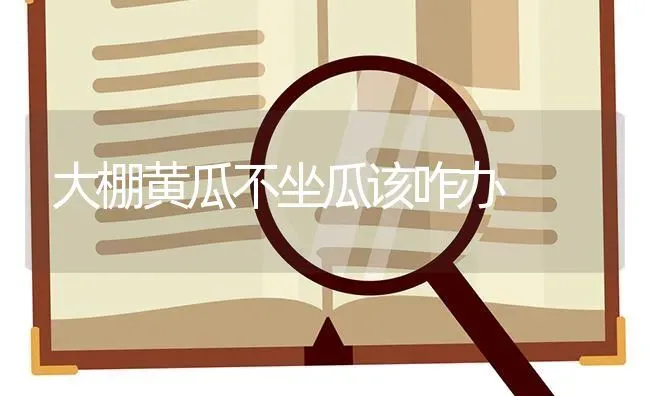 大棚黄瓜不坐瓜该咋办 | 蔬菜种植